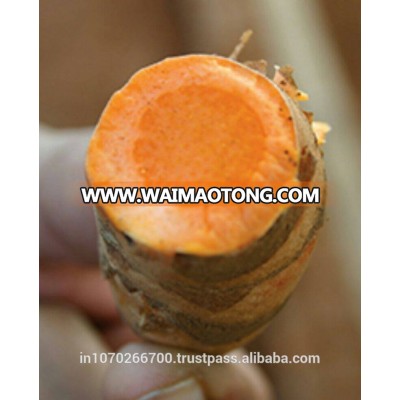 Red Turmeric Root