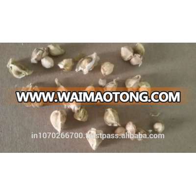 Moringa Seeds Prices