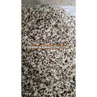 MORINGA SEEDS FOR MORINGA OIL