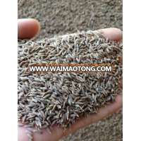 Cumin Seed