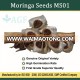 Moringa Seeds For Germination