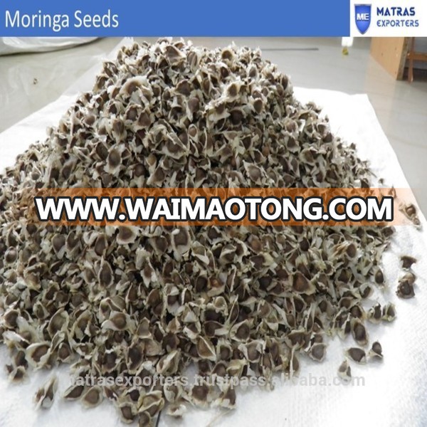 China moringa seeds india - Waimaotong